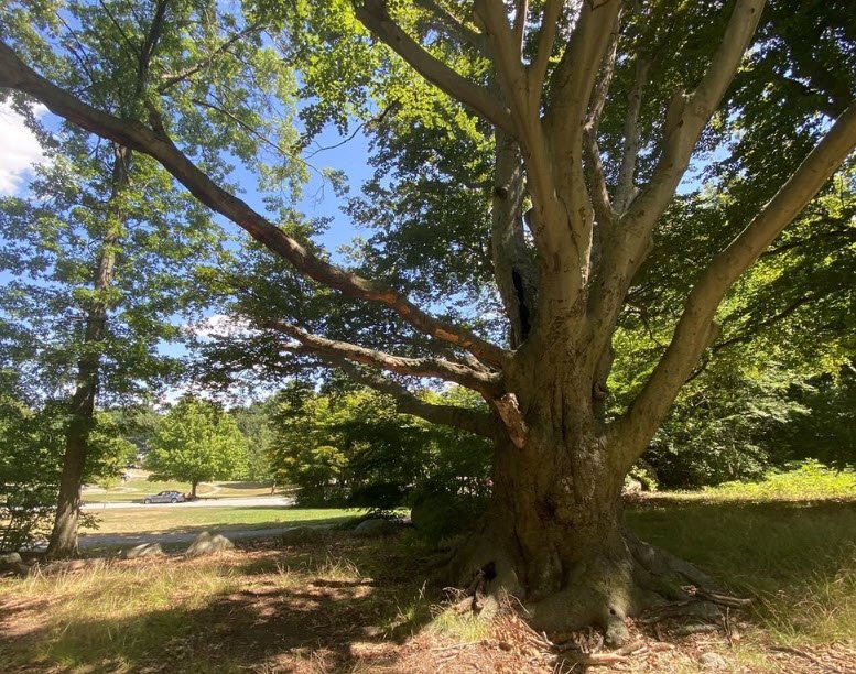 Lowell-Dracut-Tyngsborough State Forest, Massachusetts, USA